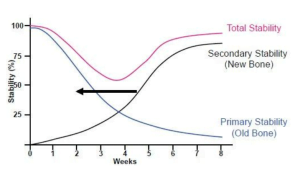 Decrease in bone tissue observed between the 2nd and 5th weeks, attributed to restructuring.