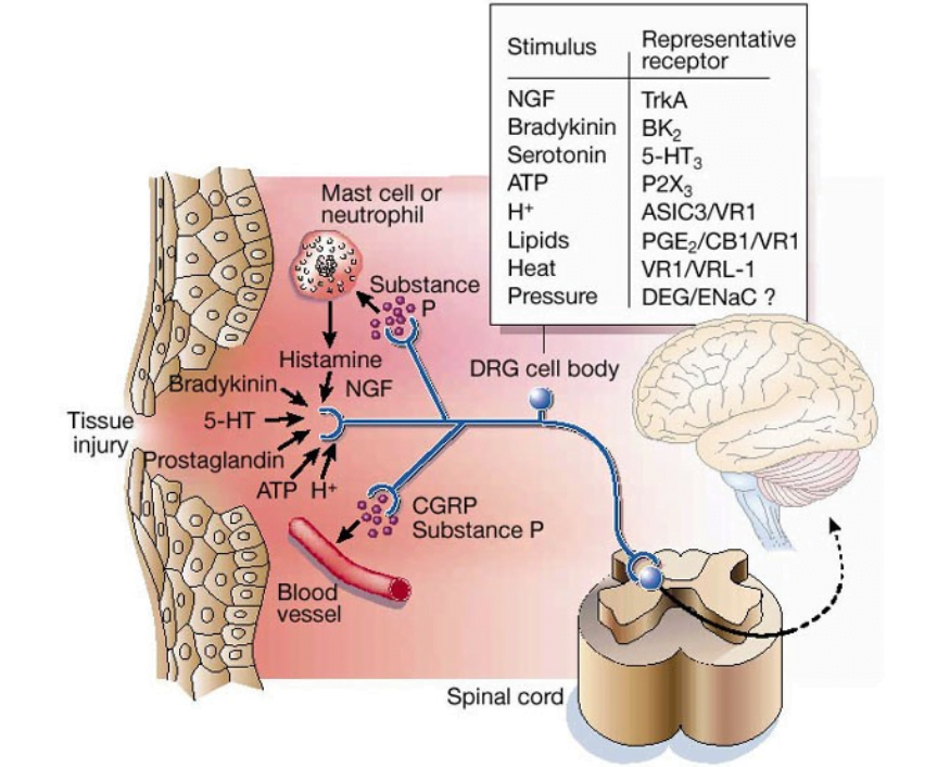 Network of nociceptive receptors present in various body tissues and their role in pain transmission.