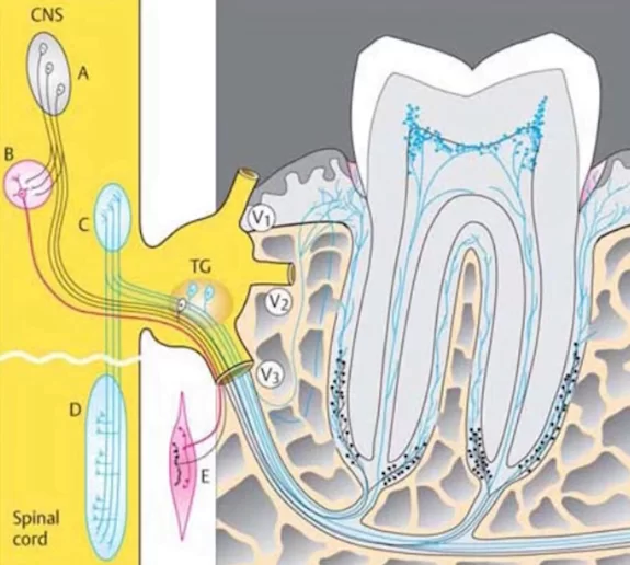 What is better, a tooth or an implant? Part 1 what is better a tooth or an implant 15