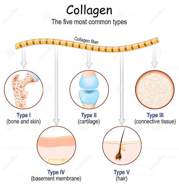 Collagen tissues in the human body