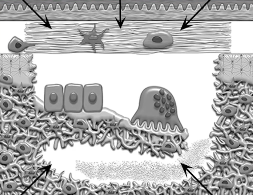 Structure of bone development in the area under the barrier membrane