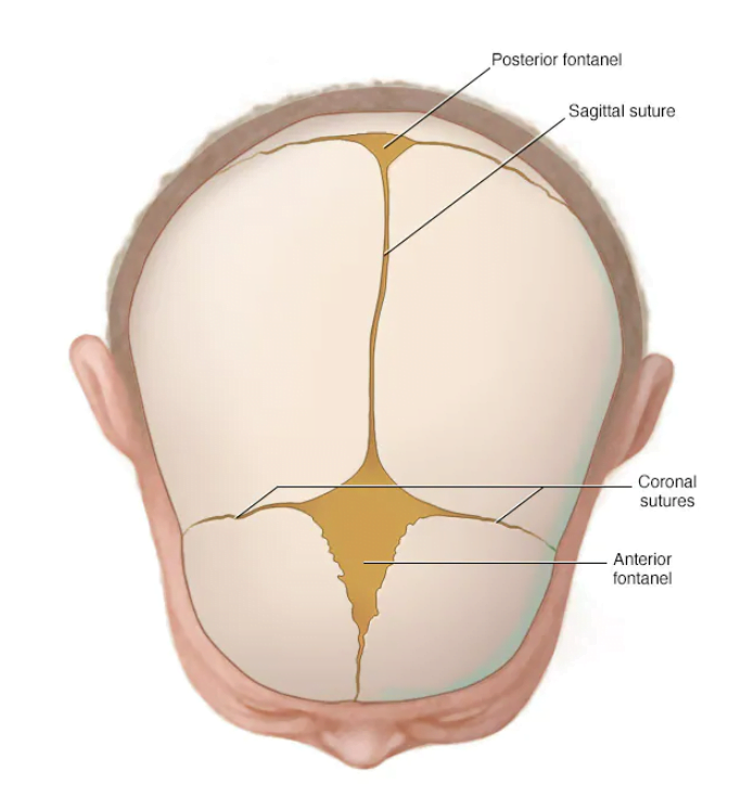 Self-repair of bones: a new approach to restoring cranial bones without the use of bone tissue implantation