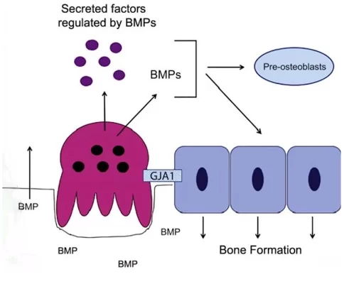Principle of action of bmp bone morphogenic proteins
