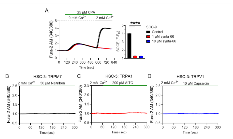 Soce and activity of trp channels in oral cancer cells. (a) measurements of [ca2+]cyto (shown as f340/f380 ratio) in scc-9 cells stimulated with cpa in the presence or absence of the orai inhibitor synta-66 (left). Quantification of soce corrected for baseline ca2+ levels as δpeak (f-f0) (right). (b-d) measurements of [ca2+]cyto in hsc-3 cells in the presence of 2 mm ca2+ after stimulation of trpm7 (b), trpa1 (c) and trpv1 (d) with the specific agonists naltriben, aitc and capsaicin, respectively. Measurements of [ca2+]cyto were done using a flexstation 3 plate reader. Data in (a) represents means ± sem from at least three biological replicates per group from three independent experiments, each containing regions of interest (roi) from at least 100 cells. Data in (b) to (d) represent means ± sem from at least three biological replicates per group from three independent experiments. Statistical tests were done using anova followed by the tukey’s post-hoc test for multiple comparisons (a). ****p < 0. 0001.