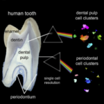 A Single-Cell Atlas – A Revolutionary Step in Dental Research