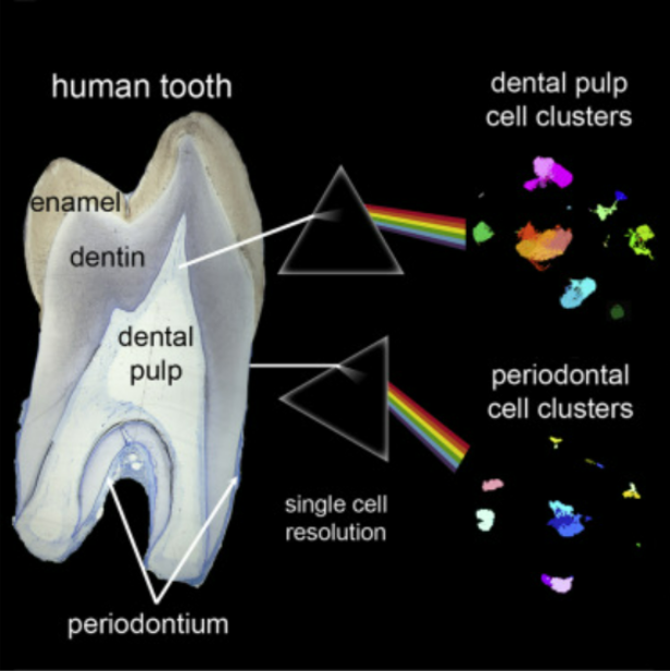 Scientists create the first single-cell atlas of human teeth