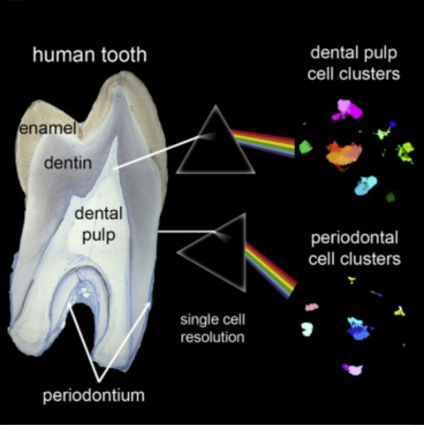 A Single-Cell Atlas – A Revolutionary Step in Dental Research