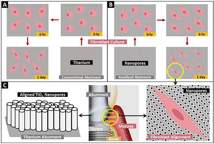 Schematic representation of the nano-engineered titanium abutment with aligned titania (tio2) nanopores towards augmented fibroblast attachment and aligning. Time-dependent attachment and spreading of fibroblasts on (a) conventional abutment and (b) electrochemically anodized abutment with aligned nanopores. (c) proposed application of aligned nanopores towards augmenting the adhesion and alignment of fibroblasts at the transmucosal abutment-mucosa interface (yellow circle). Schematics not drawn to scale, and time-line based on experimental findings of the study.  