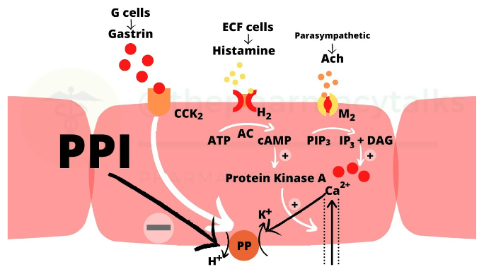 Proton pump inhibitor (PPI)-based medications for heartburn unexpectedly exhibited an effect in the treatment of gum diseases.