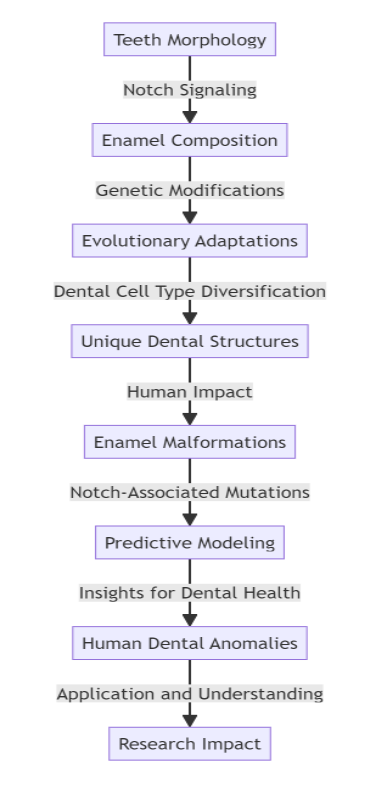 Unraveling Evolutionary Mysteries: The Notch Pathway’s Role in Shaping Teeth and Enamel