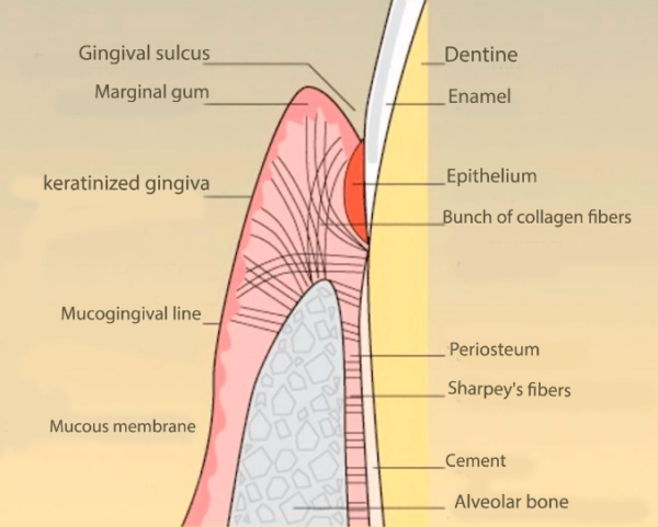 Attached Keratinized Gingiva: Problems & Solutions