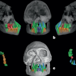 Fossil teeth shed light on the length of ancient humans’ childhood – a prelude to big brain development