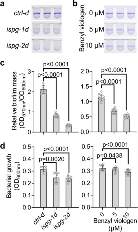 A New Method of Biofilm Control: How Plants “Invented” Biofilm Protection