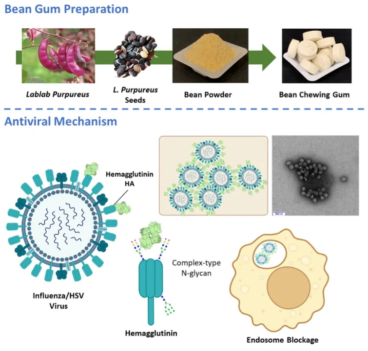 Principle of obtaining bean gum for chewing gum and verification of antiviral properties molecular therapy\ henry daniell\  p184-200 january 08, 2025