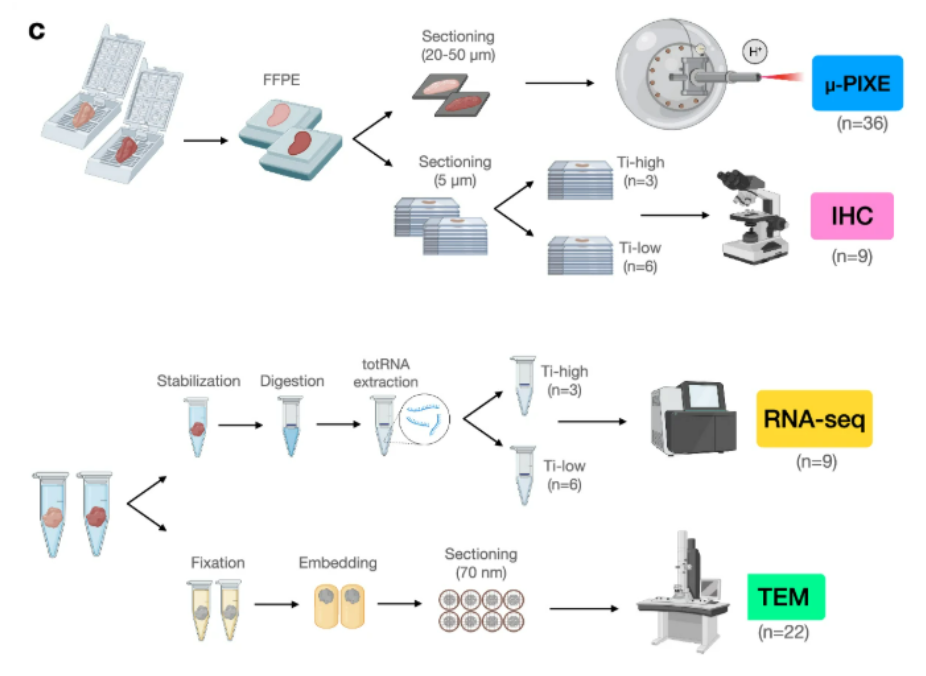 A Clinical Pictures From One Representative Patient. Reference Implant (Left) And Implant With Peri-Implantitis (Right) Depicted Before, During, And After The Surgical Intervention. B Schematic Illustration Of Soft Tissue Biopsy Retrieval. Twenty-One Patients Were Recruited. One Soft Tissue Biopsy, About 3–5 Mm Wide, Was Collected From One Dental Implant Site With Peri-Implantitis And From One Adjacent Reference Implant Site. An Additional Tissue Portion, About 1 Mm Wide, Was Collected From The Same Peri-Implant Sites In Each Patient. C Schematic Illustration Of Soft Tissue Biopsy Processing And Applied Methods For Analysis. - Formalin-Fixed Paraffin-Embedded Samples Were Prepared For The Localization, Quantification, And Characterization Of Titanium Micro-Particles. Three Pairs Of Specimens (N = 6) Were Excluded From The Analysis Due To Complications In Sample Preparation. Thus, A Total Of 36 Sections, 20–50 Μm Thick, Were Analyzed With Micro Proton-Induced X-Ray Emission (Μ-Pixe). Three Additional Sections Obtained From Patients Affected By Periodontitis (I.e., With No Dental Implants) Were Used As Negative Controls. - Peri-Implantitis Specimens Obtained From 10 Patients Were Prepared For Bulk Rna-Sequencing Analysis (Rna-Seq). Specimens Were Divided In Two Groups Depending On The Volumetric Density Of Titanium Particles Found In The Corresponding Ffpe Samples. Differential Gene Expression Analysis Was Performed Comparing Samples Presenting With Volumetric Densities Higher Than The Mean (Ti-High) To Those Presenting Volumetric Densities Lower Than The Mean (Ti-Low). One Sample Was Excluded From The Analysis Due To The Exclusion Of The Corresponding Ffpe Specimen. Thus, A Total Of 9 Samples Were Analyzed. - Sections From 9 Peri-Implantitis Ffpe (Matched To Samples Analyzed With Rna-Seq) Were Prepared For Immunohistochemistry (Ihc). - Samples From Peri-Implantitis And Reference Implant Sites Obtained From 11 Patients Were Analyzed With Transmission Electron Microscopy (Tem). / Communication Medicine/ Carlotta Dionodi /78 - March 2025 A clinical pictures from one representative patient. Reference implant (left) and implant with peri-implantitis (right) depicted before, during, and after the surgical intervention. B schematic illustration of soft tissue biopsy retrieval. Twenty-one patients were recruited. One soft tissue biopsy, about 3–5 mm wide, was collected from one dental implant site with peri-implantitis and from one adjacent reference implant site. An additional tissue portion, about 1 mm wide, was collected from the same peri-implant sites in each patient. C schematic illustration of soft tissue biopsy processing and applied methods for analysis. - formalin-fixed paraffin-embedded samples were prepared for the localization, quantification, and characterization of titanium micro-particles. Three pairs of specimens (n = 6) were excluded from the analysis due to complications in sample preparation. Thus, a total of 36 sections, 20–50 μm thick, were analyzed with micro proton-induced x-ray emission (μ-pixe). Three additional sections obtained from patients affected by periodontitis (i. E. , with no dental implants) were used as negative controls. - peri-implantitis specimens obtained from 10 patients were prepared for bulk rna-sequencing analysis (rna-seq). Specimens were divided in two groups depending on the volumetric density of titanium particles found in the corresponding ffpe samples. Differential gene expression analysis was performed comparing samples presenting with volumetric densities higher than the mean (ti-high) to those presenting volumetric densities lower than the mean (ti-low). One sample was excluded from the analysis due to the exclusion of the corresponding ffpe specimen. Thus, a total of 9 samples were analyzed. - sections from 9 peri-implantitis ffpe (matched to samples analyzed with rna-seq) were prepared for immunohistochemistry (ihc). - samples from peri-implantitis and reference implant sites obtained from 11 patients were analyzed with transmission electron microscopy (tem). / communication medicine/ carlotta dionodi /78 - march 2025