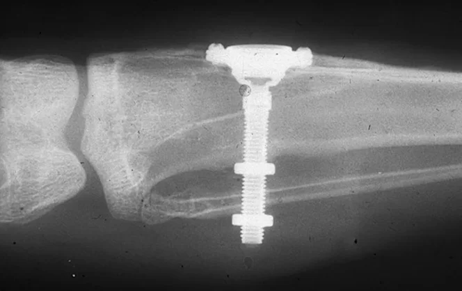 A tube in rabbit bone to obtain experimental data on changes in bone marrow structure