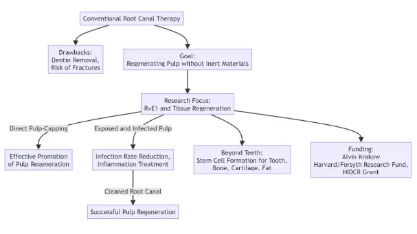 Flowchart outlining research on regenerating pulp in teeth, mentioning rve1 and tissue regeneration.