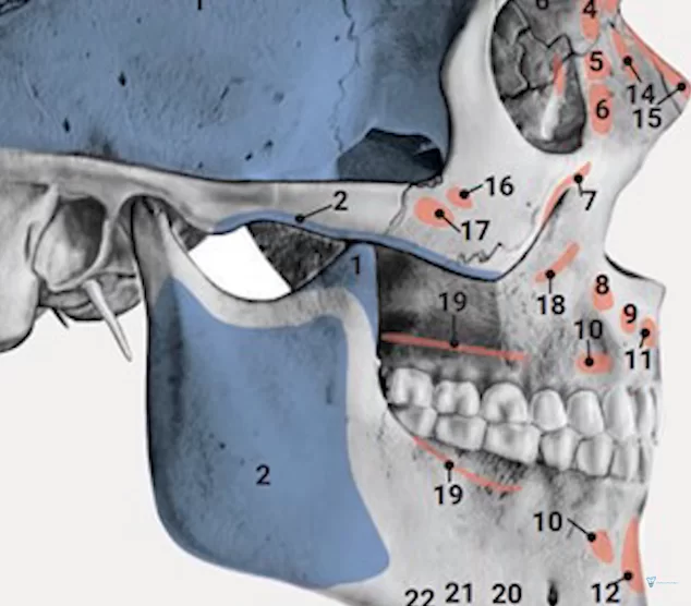 Muscle attachment points on the skull - musculus buccinator attachment line - 19