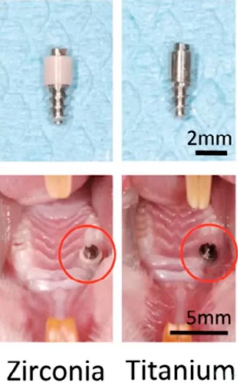 Test implants with zirconium and titanium rods implanted in the jaw of an animal