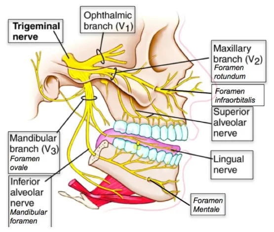 Scheme of innervation of the jaws from the trigeminal nerve