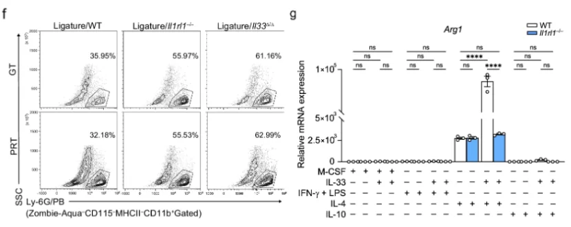 A, c heat map of the percentage of different mst2+ lineages in the ligated gt and prt with two gating strategies (a, in live cells; c, in mst2+cd11b+ cells). The data from three independent experiments are shown (n = 3 mice per group, gt/prt 1, 2, 3). B changes in the cell number and percentages (in mst2+cd45+ cells) of mst2+cd45+cd11b+mhcii+ lineages in the gt and prt (n = 3 mice per group). D heat map of the percentage of different myeloid sublineages (in cd11b+ cells) in the ligated gt and prt. The data from three independent experiments are shown (n = 3 mice per group, gt/prt 1, 2, 3). E changes in the ratio of m1 macrophage (cd11b+mhcii+cd11c–cd86+cd206– cells) number to m2 macrophage (cd11b+mhcii–cd11c–cd86–cd206+ cells) number in the ligated gt and prt (n = 3 mice per group). F changes in ly-6g+ neutrophils in the ligated gt and prt with ligature placement. A representative contour plot of three independent mouse experiments is shown, and the percentages presented in the gates are the mean of them. G mrna expression of arg1 of the in vitro polarized macrophages differentiated from the bmdm of wt and il1rl1–/– mice. Wt m0 control (no treatment with rmil-33) = 1; n = 3 mice per group. Gt gingival tissue, prt peri-root tissue, bmdm bone marrow-derived macrophage. Data are presented as the mean ± sem. *p < 0. 05; **p < 0. 01; ***p < 0. 001; ****p < 0. 0001; ns (not significant), p > 0. 05; by two-side unpaired t-test with welch’s correction (b, e); and by two-way anova with multiple comparisons via tukey’s test (g).