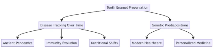 The role of immune proteins in tooth enamel