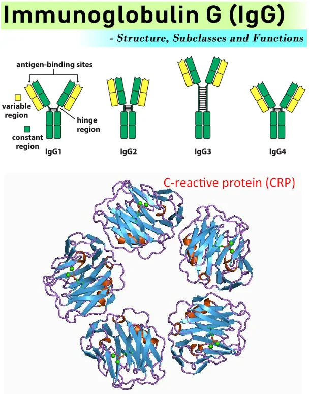 The role of immune proteins in tooth enamel