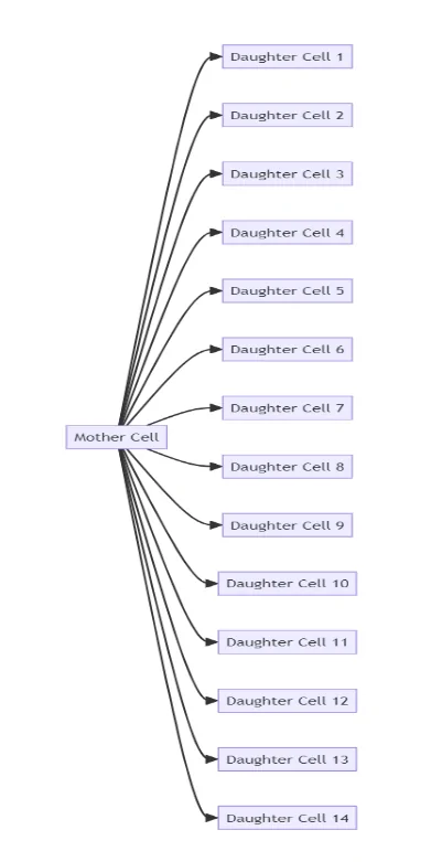 Multiple fission process in corynebacterium matruchotii