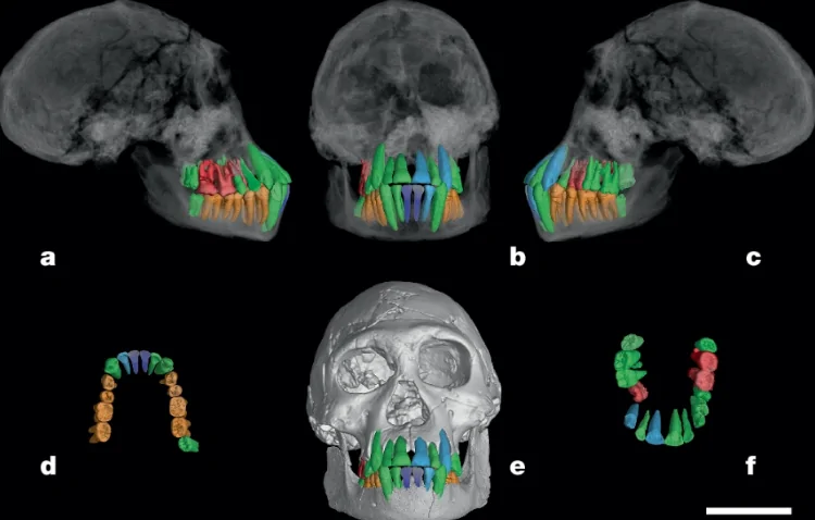 Fossil teeth shed light on the length of ancient humans’ childhood – a prelude to big brain development